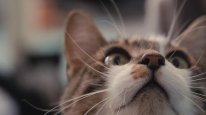 кадри з фільму Про що думають коти
