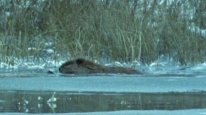 кадри з серіалу Світ природи