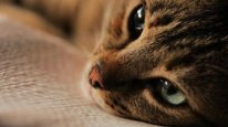 кадри з фільму Королівство котів / Кіт