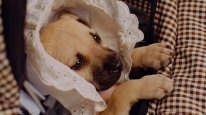 кадри з фільму Каштанчик: герой центрального парку