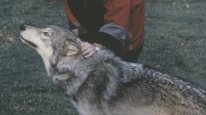 кадри з фільму Американський перевертень у Лондоні