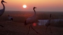 кадри з фільму Земля: Один вражаючий день
