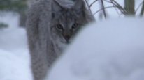 кадри з серіалу Планета Земля