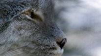 кадри з серіалу Великі кішки