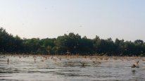 кадри з фільму Земля: Один вражаючий день