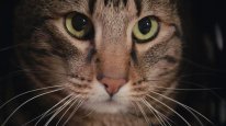 кадри з фільму Про що думають коти