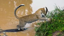 кадри з фільму Королева леопардів