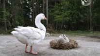 кадри з серіалу Чудесна подорож Нільса з дикими гусьми