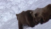 кадри з серіалу Дива природи / Бі-Бі-Сі Найвеличніші події живої природи