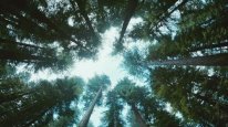 кадри з фільму Дерево життя