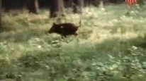 кадри з фільму Три золотих волоски