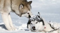 кадри з фільму Білий полон