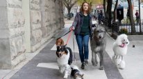 кадри з фільму Подорож хорошого пса