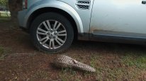 кадри з фільму Панголін: Подорож Кулу